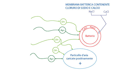 Gli OH- attratti dalle particelle positive si fissano sui batteri e la loro azione è catalizzata dagli Ag+.